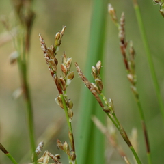 Carex digitata