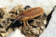 Lixus punctiventris