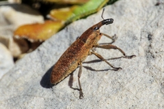 Lixus punctiventris