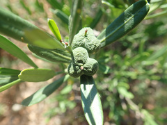 Cneorum tricoccon