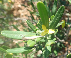 Cneorum tricoccon