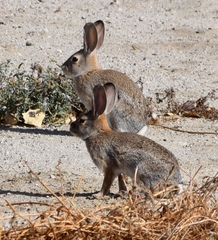 Sylvilagus audubonii