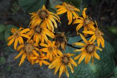 Ligularia dentata