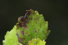 Nothofagus truncata