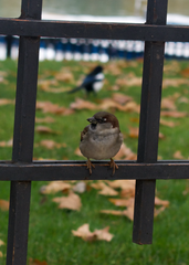Passer domesticus