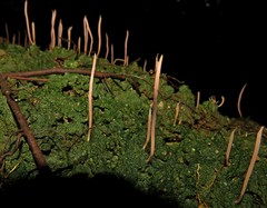 Sulzbacheromyces