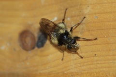 Criorhina bubulcus