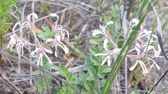 Pelargonium pinnatum