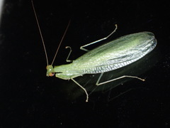 Eomantis