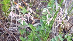 Pelargonium pinnatum