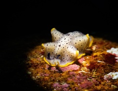 Prostheceraeus moseleyi