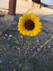 Helianthus