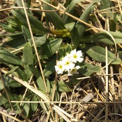 Lithospermum distichum