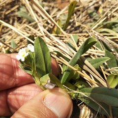 Lithospermum distichum