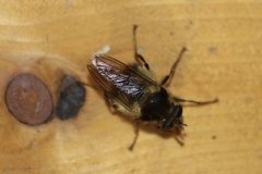 Criorhina bubulcus