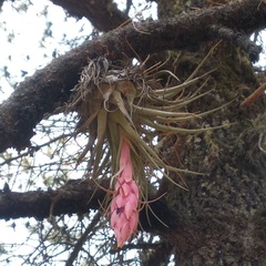 Tillandsia macdougallii