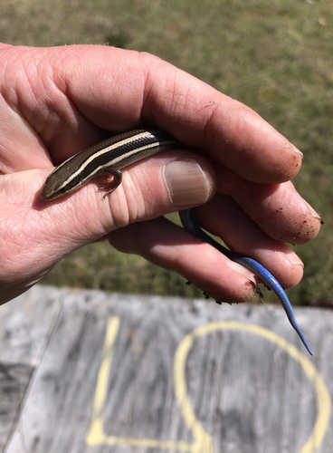 iNaturalist observation photo of Western Skink