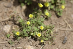 Oxalis pilosa