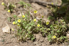 Oxalis pilosa