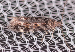 Glauce pectenalaeella