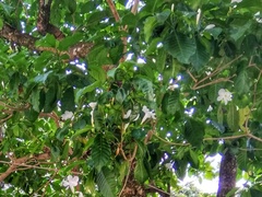 Rauvolfioideae