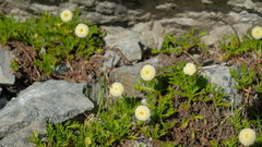 Leptinella pyrethrifolia