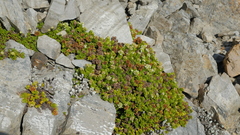 Veronica macrocalyx macrocalyx