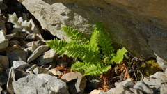 Polystichum cystostegium