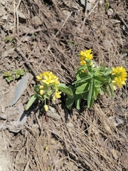 Gymnospermium altaicum