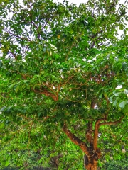 Rauvolfioideae