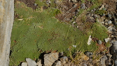 Kelleria croizatii