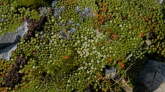 Kelleria croizatii