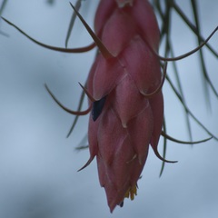 Tillandsia macdougallii