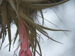 Tillandsia macdougallii