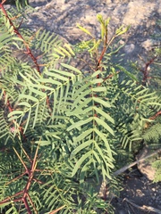Prosopis glandulosa