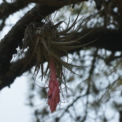 Tillandsia macdougallii