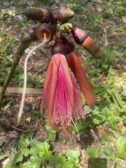 Pseudobombax ellipticum