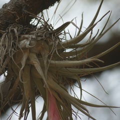 Tillandsia macdougallii