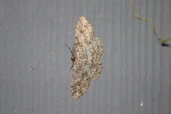 Melanolophia imitata