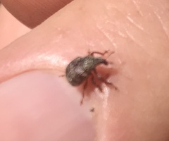 Himatolabus pubescens