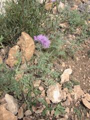 Galactites tomentosus