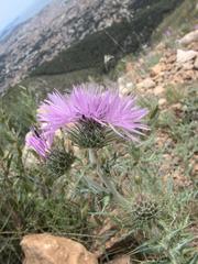 Galactites tomentosus