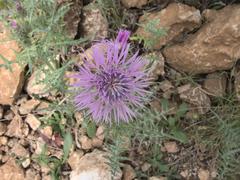 Galactites tomentosus