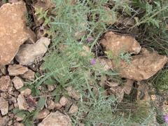 Galactites tomentosus