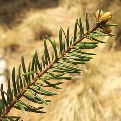 Abies religiosa