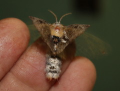 Salagena obsolescens