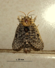 Salagena obsolescens