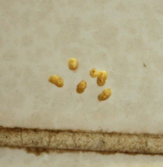 Salagena obsolescens