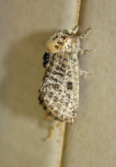 Salagena obsolescens