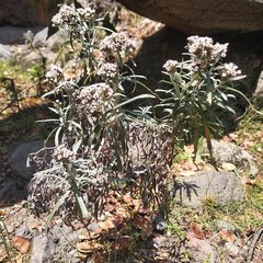 Gnaphaliothamnus salicifolius